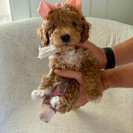 Pip - Apricot female Goldendoodle puppy in South Jordan, Utah from Daybreak Doodles
