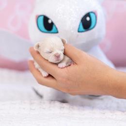 Baby Luca - Gold male Chihuahua puppy in Jacksonville, Florida from Petits Chihuahuas
