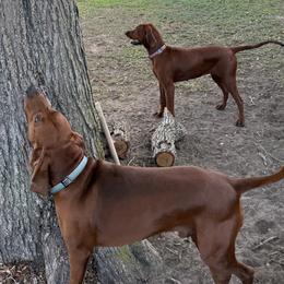 Redbone Coonhounds from Dorsett Dogs