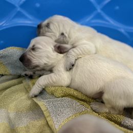 Golden Retriever Puppies from Oakland County Goldens