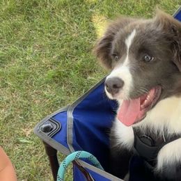Border Collies from Ransom Ridge Border Collies