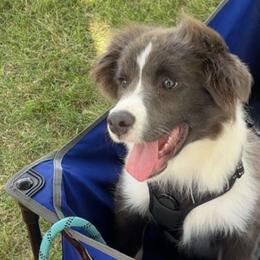 Border Collies from Ransom Ridge Border Collies