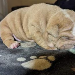 Bulldog Puppies from M-151 Bulldogs