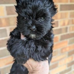 Midnight - Black and tan male Yorkshire Terrier puppy in Gaylesville, Alabama from Sweet Alabama Yorkies