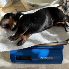 Beauceron Puppies from Shepherd's Heart Beaucerons