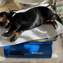 Beauceron Puppies from Shepherd's Heart Beaucerons