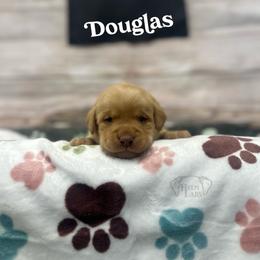 Douglas - Yellow male Dilute Retriever puppy in Forest City, Iowa from Helm Labs