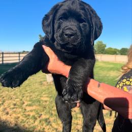 Labrador Retriever Puppies from Blue Line Labradors