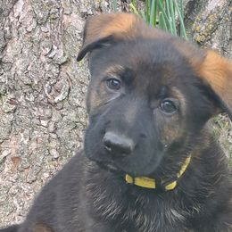 Breeze z Zaruka - Sable German Shepherd puppy in West Plains, Missouri from Zaruka German Shepherds