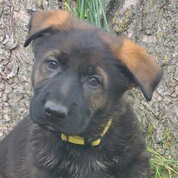 Breeze z Zaruka - Sable German Shepherd puppy in West Plains, Missouri from Zaruka German Shepherds