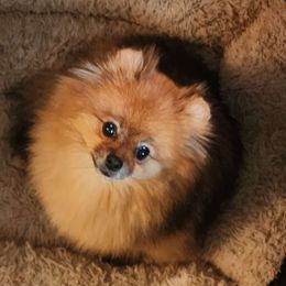 Mazie - Pomeranian