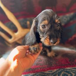 Girl 2 - Wild  boar and tan female Dachshund puppy in Wichita, Kansas from Rustic Dachshunds