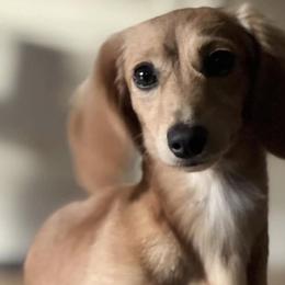 Maui Jim - Dachshund