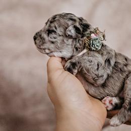 Goldendoodle Puppies from Emma Doodles