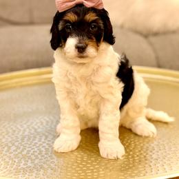 Girl 1 - Tri-color female Bernedoodle puppy in Salt Lake County, Utah from Coco Avenue Pups