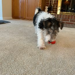 Wire Fox Terrier Puppies from Bluegrass Wyre