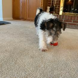 Wire Fox Terrier Puppies from Bluegrass Wyre