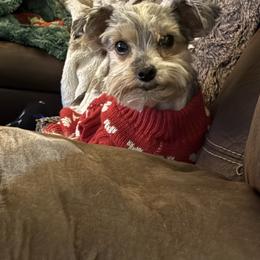 Bebe - Yorkshire Terrier