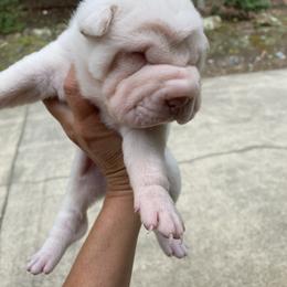 Chinese Shar-Pei Puppies from Amy Mahaffey