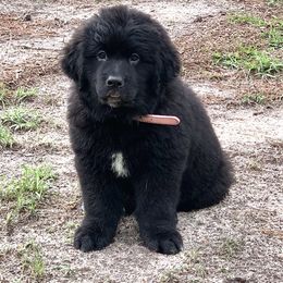 Newfoundland Puppies from Pete’s Newfies