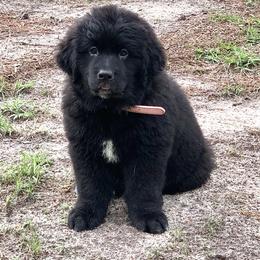 Newfoundland Puppies from Pete’s Newfies