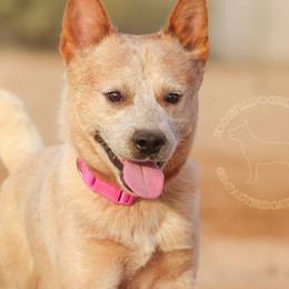 Ziggy (CO-OWN SHOW ONLY) - Red speckled male Australian Cattle Dog puppy in Marana, Arizona from Impact 3rd Australian Cattle Dogs
