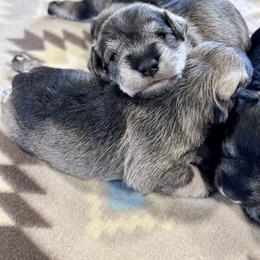 Silver Frost - Salt and pepper female Miniature Schnauzer puppy in Springfield, Tennessee from My Lovable Schnauzers