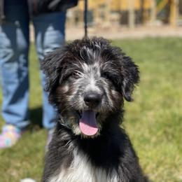 Aussiedoodle, Australian Shepherd, and Miniature Australian Shepherd Puppies from Amie's Aussies & Doodles