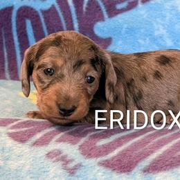 Girl 2 - Black and tan female Dachshund puppy in Missouri from Eridox Dachshunds