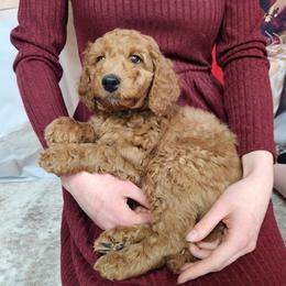 Goldendoodle puppies from Goldendoodles from Goshen Blessings