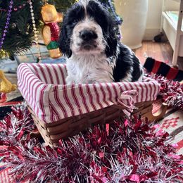 Yukon - Black and white male English Springer Spaniel puppy in Huntingdon, Pennsylvania from Indian Creek Springers and Doxies