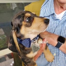 Dachshund Puppies from Doxie Lakes