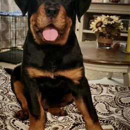 Rottweiler Puppies from Vom Gryphonberg