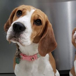 Beagles from Dakota Moon Kennels