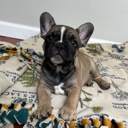Gus - Fawn and white male French Bulldog puppy in Belleville, Illinois from Poppy’s Frenchies