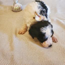 Pomeranian and Sheepadoodle Puppies from Fluffy Wonders Poms and Doodles
