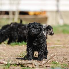 Aero - Black male Mudi puppy in Franklinville, New Jersey from Velaris