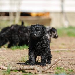 Aero - Black male Mudi puppy in Franklinville, New Jersey from Velaris