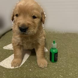 Pleakley - Dark golden male Golden Retriever puppy in Florida from Golden Meadow
