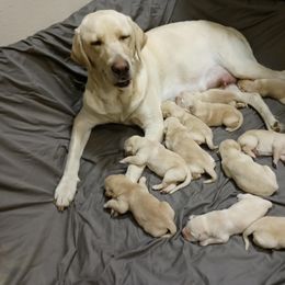 Labrador Retriever Puppies from Taylor Maid Labradors