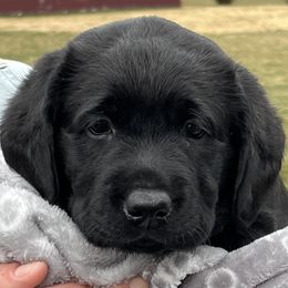 Labrador Retrievers from Sapphire Labradors