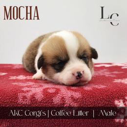 Mocha - Red male Pembroke Welsh Corgi puppy in Pine Village, Indiana from NL Horsemanship