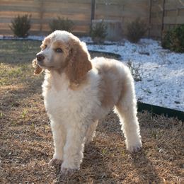 Duchess - Parti Poodle puppy in Hutto, Texas from Scarlett Rose Ranch Poodles