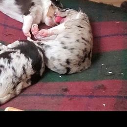Australian Shepherd Puppies from Winsome Aussies