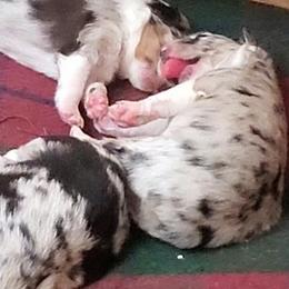 Australian Shepherd Puppies from Winsome Aussies
