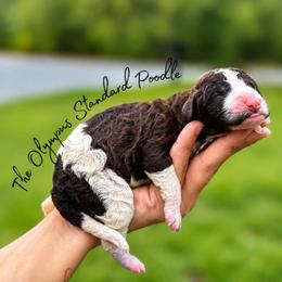 Daphne Bridgerton - Parti female Poodle puppy in Spring Hills, Florida from The Olympus Standard Poodle