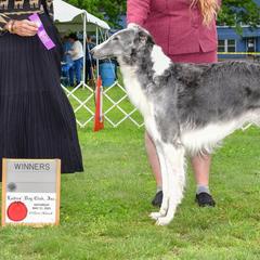 Borzois from ShiFae Legacy