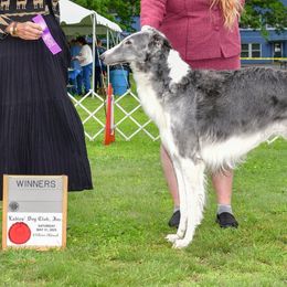 Borzois from ShiFae Legacy