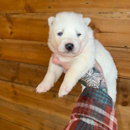Girl 2 - White female Siberian Husky puppy in Iron River, Wisconsin from Wiemeri Siberians