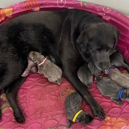 Red- Charcoal - Charcoal male Dilute Retriever puppy in Marion, Illinois from Summer Lovin’ Labradors of Southern Illinois